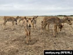 Арнайы орында жүрген киік төлі. Батыс Қазақстан облысы, 28 маусым, 2023 жыл.