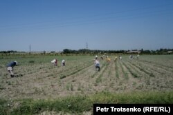 Мақта алқабында жұмыс істеп жүрген адамдар. Тәжікстанның Соғды облысы, 15 маусым, 2024 жыл.