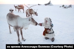 Коренные народы и олени на Таймыре